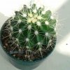 Ferocactus_reppenhagenii